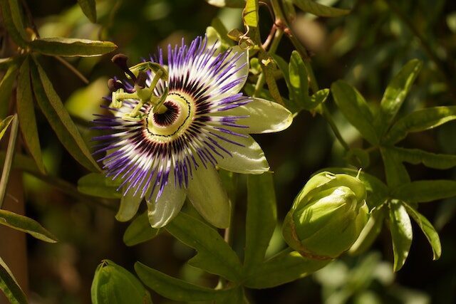 benefits of passionflower plant for mental health  scribblegeek