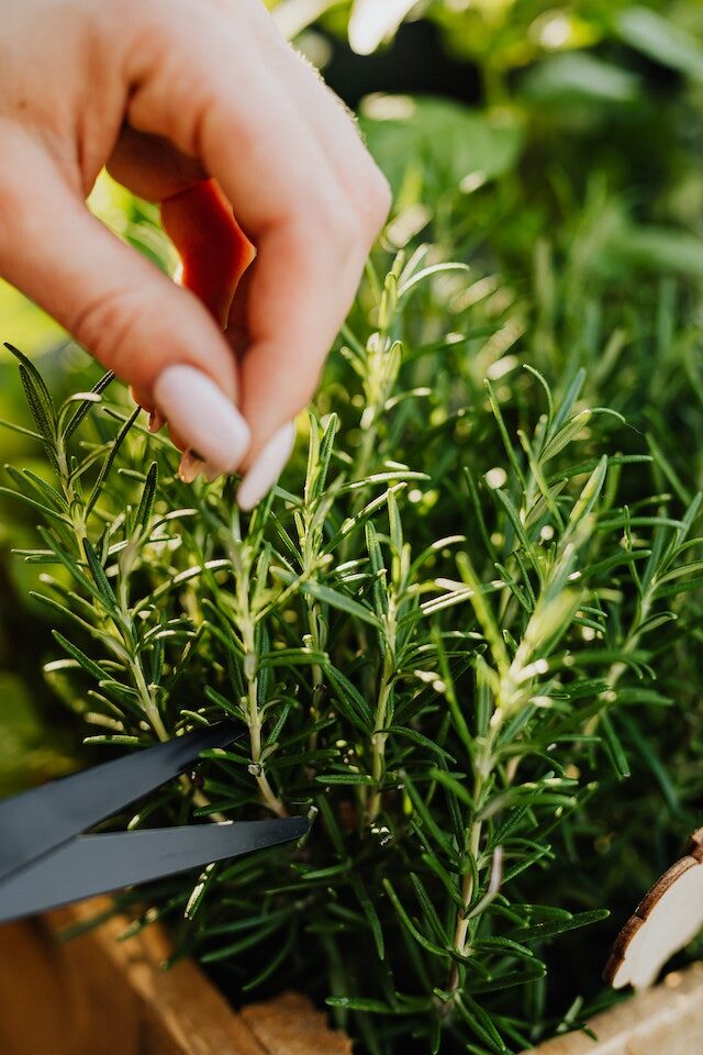 benefits of rosemary plant for mental health scribblegeek 