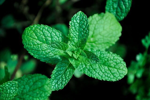 benefits of peppermint plant for mental health scribblegeek