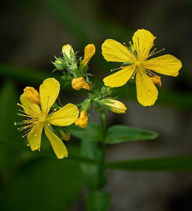 benefits of St. john's wort plant for mental health scribblegeek